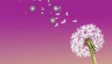 Dandelion with scattered seeds